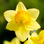 yellow Daffodils in the garden