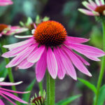 Coneflower, Echinacea angustifolia