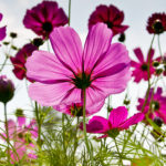 The Cosmos Flower