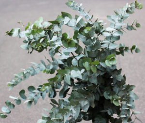 Eucalyptus gunni Plants