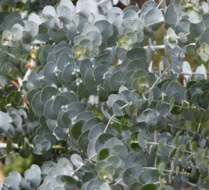 Eucalyptus leaves from a True Blue