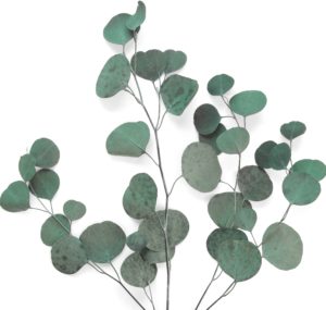 Eucalyptus branches on white background. Place for text. Green eucalyptus leaves isolated on white color. Floral layout. Horizontal banner mockup. Eucalyptus gunnii Silver Drop. Flat lay Top View.
