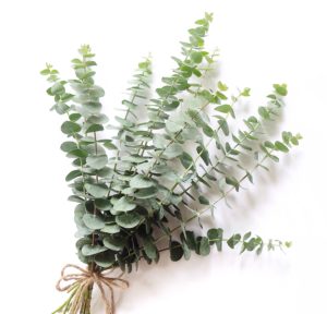 A bouquet of silver dollar eucalyptus