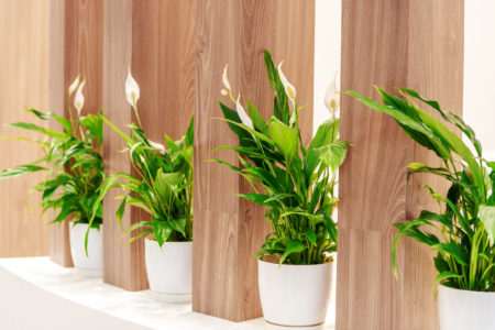 Indoor plants in flower pots stand on a shelf between wooden columns. Home decoration with fresh flowers
