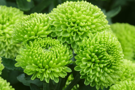 Green chrysanthemum, green plant
