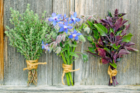 various fresh bouquet of herbs in front of a wooden wall