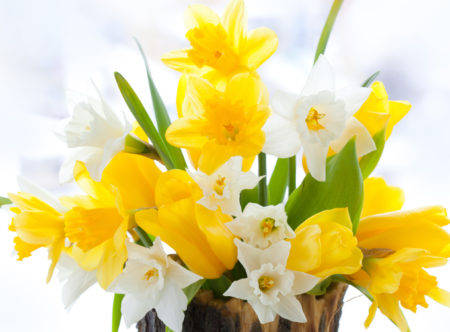 bouquet of the fresh tulips , narcissus and easter eggs for Easter