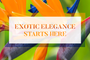 Exotic elegance starts here