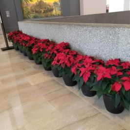 Row of potted poinsettia plants