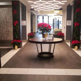 Indoor holiday decor with poinsettias
