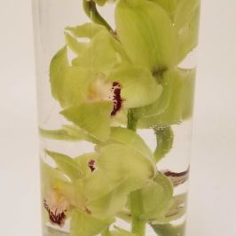 Centerpiece of green orchids in water